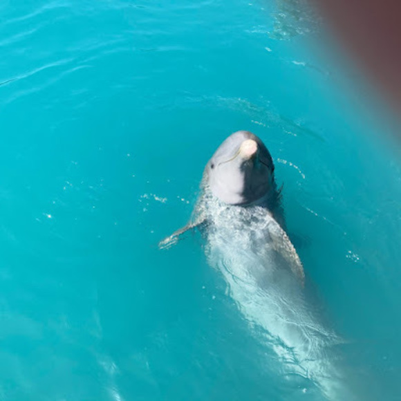 Meet your Posher, Lucy - Picture 1 of 1